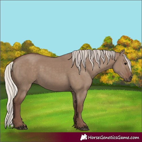 Horse Color:Silver Grullo 