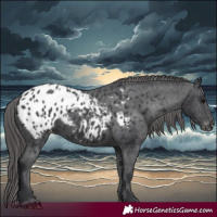 Horse Color:Black Blanket Rabicano 