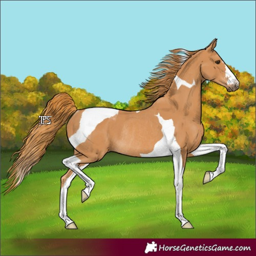 Horse Color:Chestnut Tobiano Rabicano 