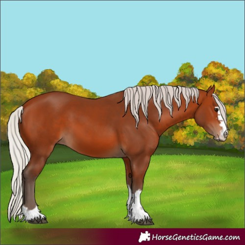 Horse Color:Silver Bay 