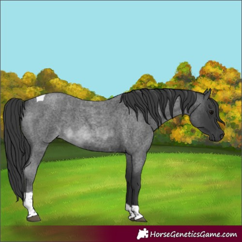Horse Color:Blue Roan Tobiano