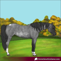 Horse Color:Blue Roan Tobiano 