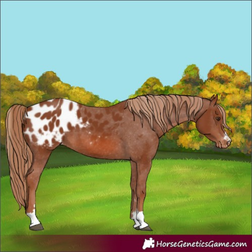 Horse Color:Chestnut Appaloosa 