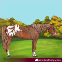 Horse Color:Chestnut Appaloosa