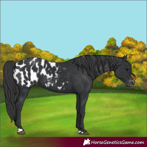 Horse Color:Black Appaloosa
