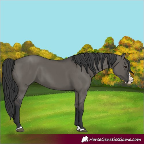 Horse Color:Grullo Splash 