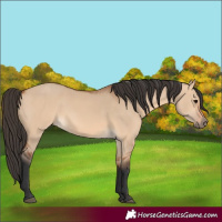 Horse Color:Bay Dun