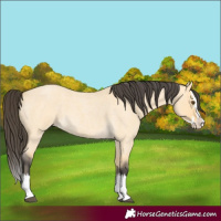 Horse Color:Buckskin Roan Dun Splash