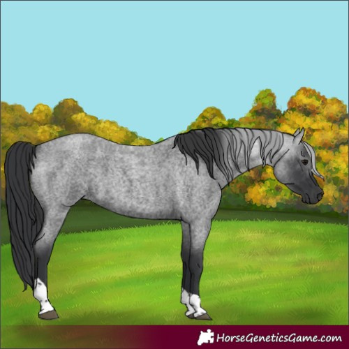 Horse Color:Blue Roan Tobiano 