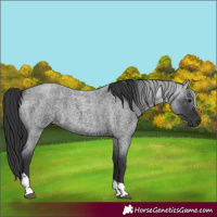 Horse Color:Blue Roan Tobiano 