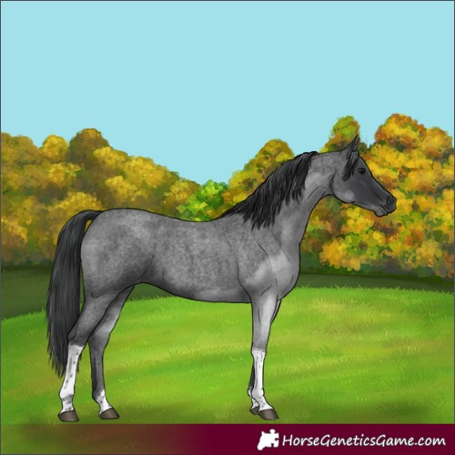 Horse Color:Blue Roan Tobiano 