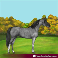 Horse Color:Blue Roan Tobiano