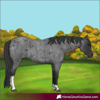 Horse Color:Unknown
