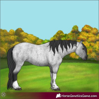 Horse Color:Blue Roan Tobiano 