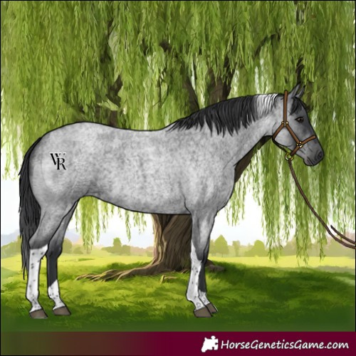 Horse Color:Blue Roan Tobiano 
