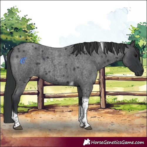 Horse Color:Blue Roan Tobiano