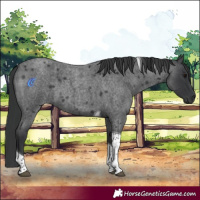 Horse Color:Blue Roan Tobiano