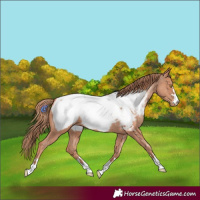 Horse Color:Gold Champagne Near Fewspot 