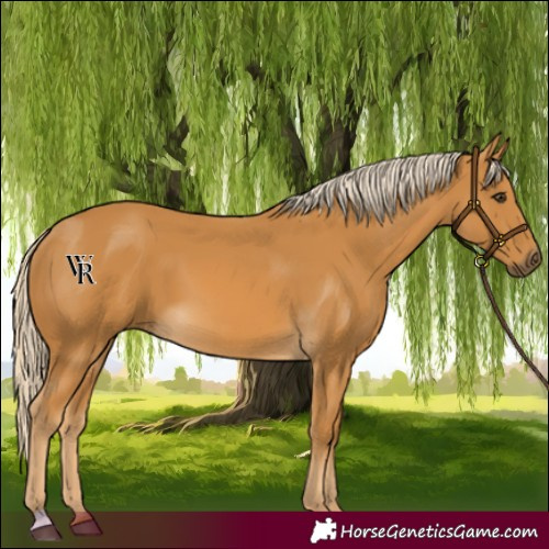 Horse Color:Palomino 
