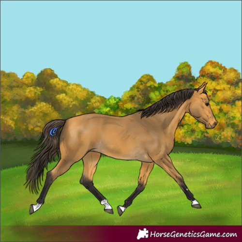 Horse Color:Buckskin 