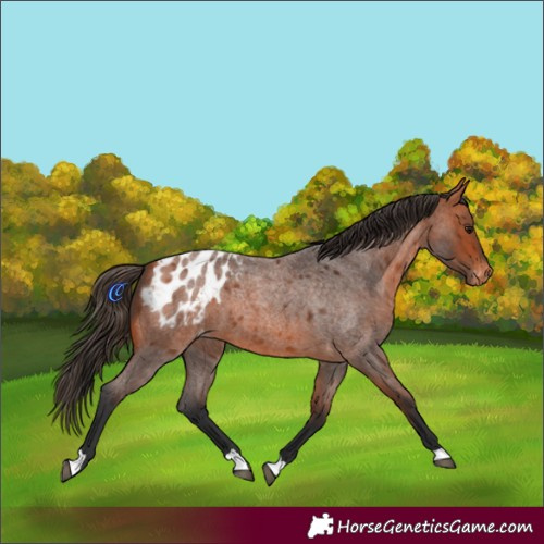 Horse Color:Bay Roan Appaloosa