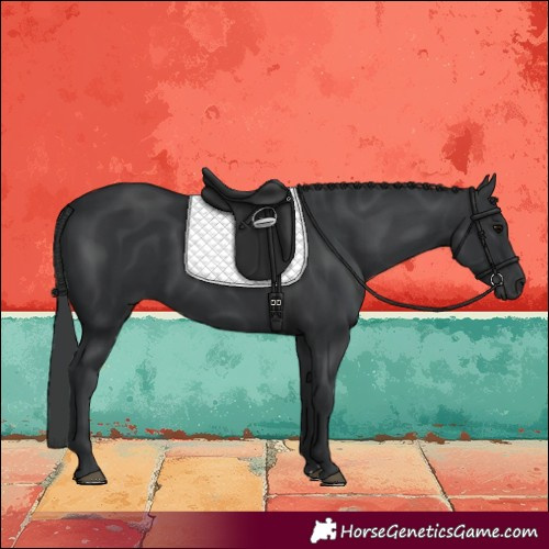 Horse Color:Black 