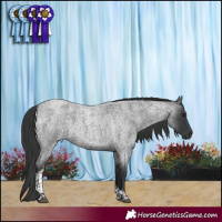 Horse Color:Blue Roan Tobiano 