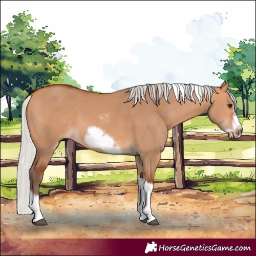 Horse Color:Silver Bay Dun Sabino Tobiano Frame Rabicano 