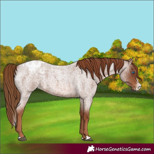 Horse Color:Red Roan Splash Appaloosa