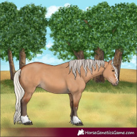 Horse Color:Silver Bay Dun
