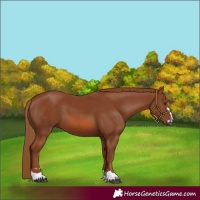 Horse Color:Chestnut 