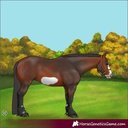 Horse Color:Bay Frame 
