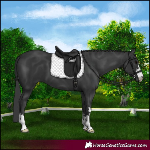 Horse Color:Black 