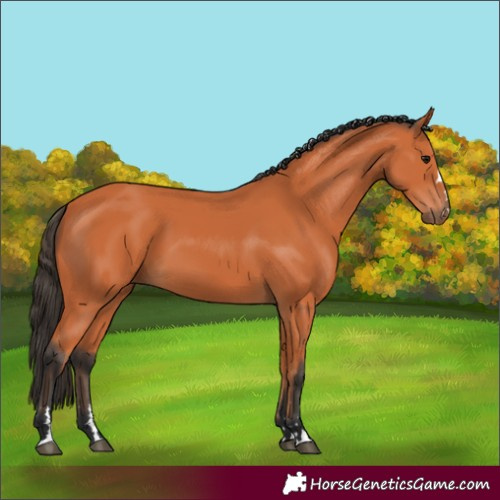 Horse Color:Bay 
