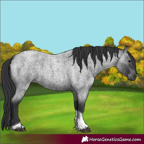 Horse Color:Blue Roan Tobiano 