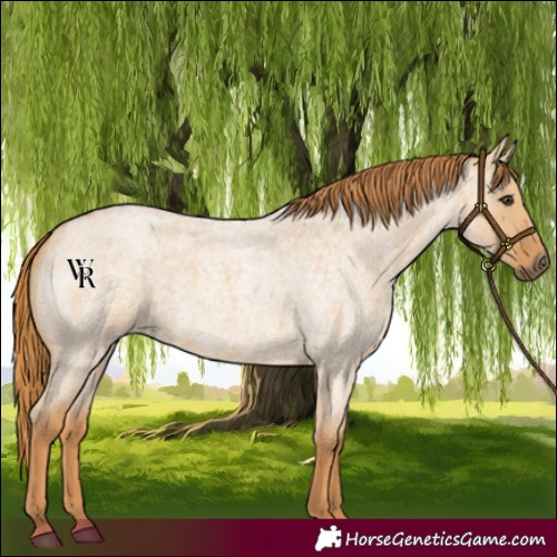 Horse Color:Red Dun Roan 