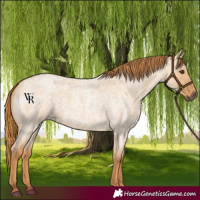 Horse Color:Red Dun Roan