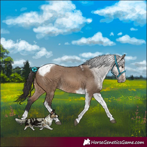 Horse Color:Brown Dun Tobiano 