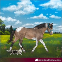 Horse Color:Brown Dun Tobiano 
