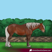 Horse Color:Silver Bay 
