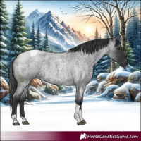 Horse Color:Blue Roan Tobiano
