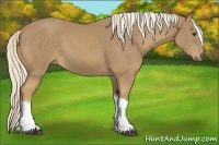 Horse Color:Palomino 