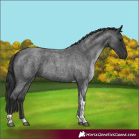 Horse Color:Blue Roan Tobiano 