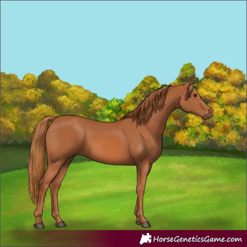 Horse Color:Chestnut 