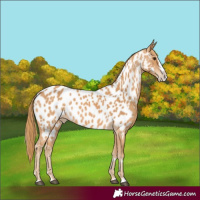 Horse Color:Chestnut Splash Appaloosa