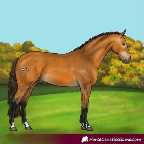Horse Color:Gray Buckskin 
