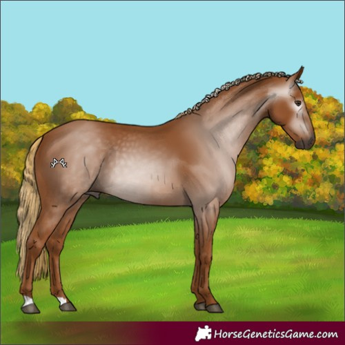 Horse Color:Gray Chestnut 