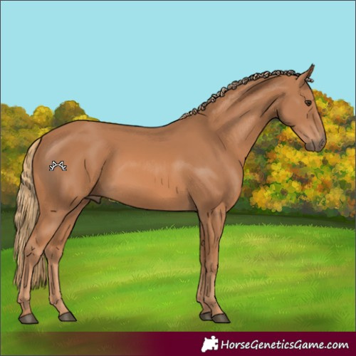 Horse Color:Chestnut 