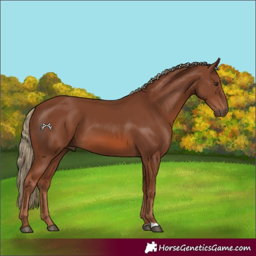 Horse Color:Chestnut 