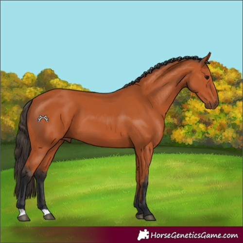 Horse Color:Bay 